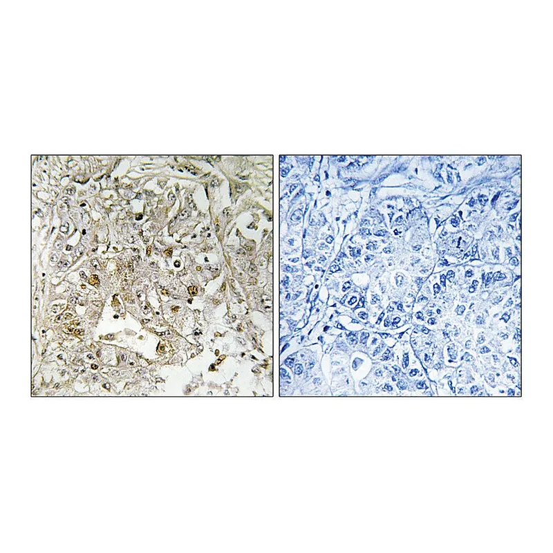 Merck Anti-p38 MAPK antibody produced in rabbit