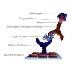 Merck STREPTAVIDIN FROM STREPTOMYCES AVIDINII