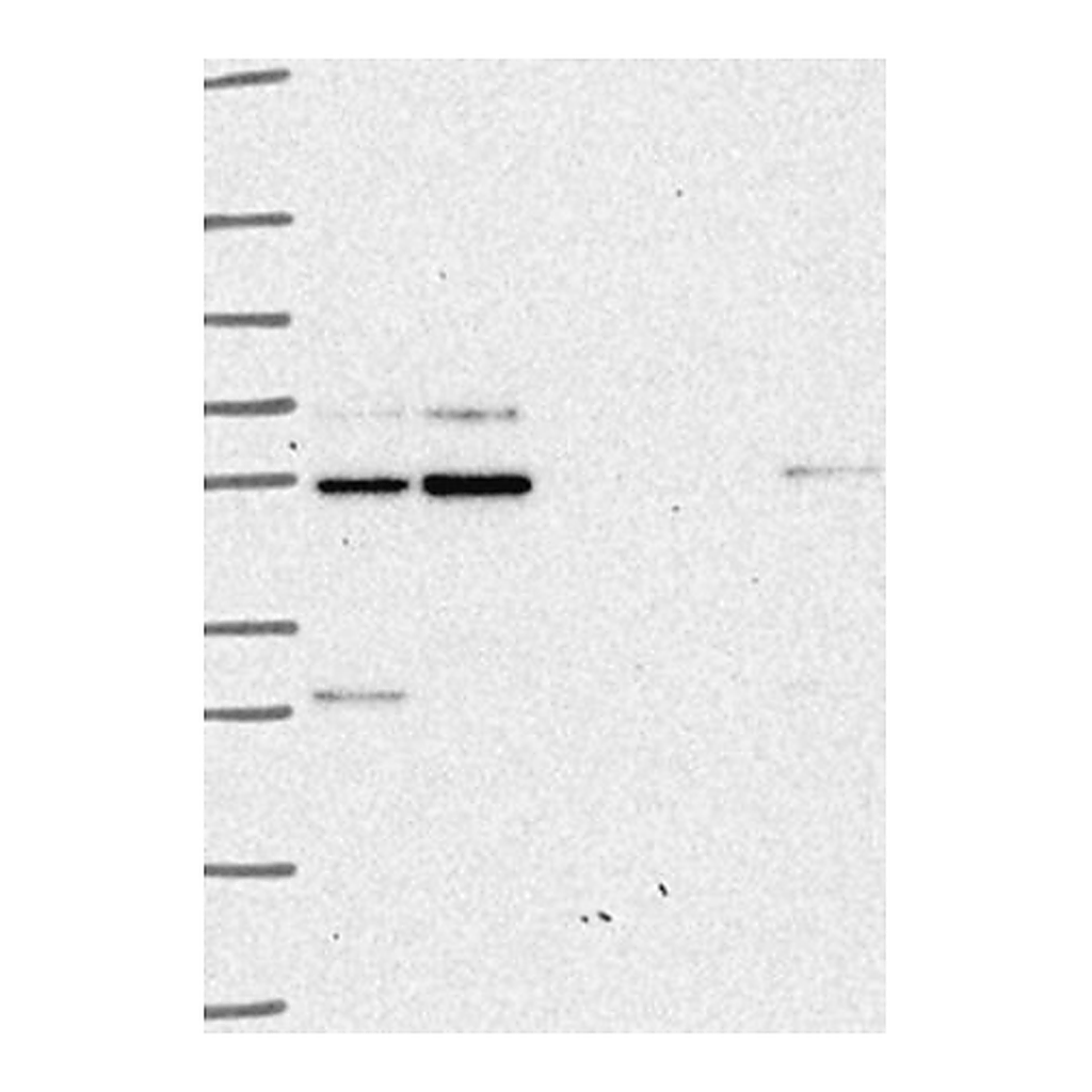 Merck Anti-GLIS2 antibody produced in rabbit