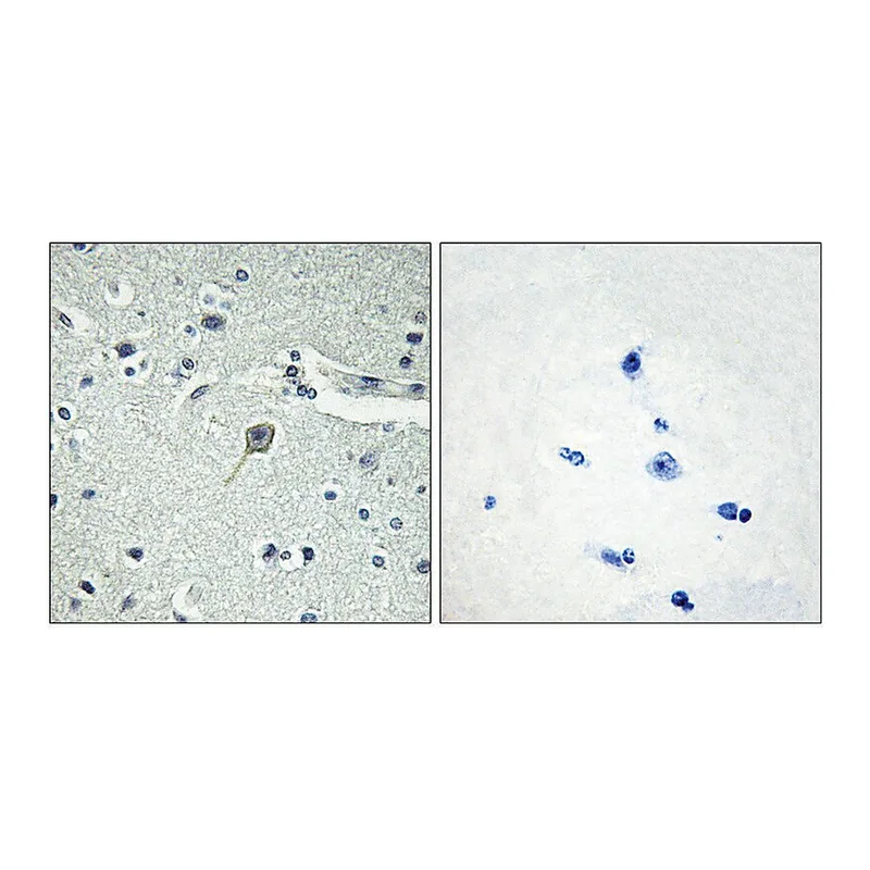 Merck Anti-PTHR1 antibody produced in rabbit