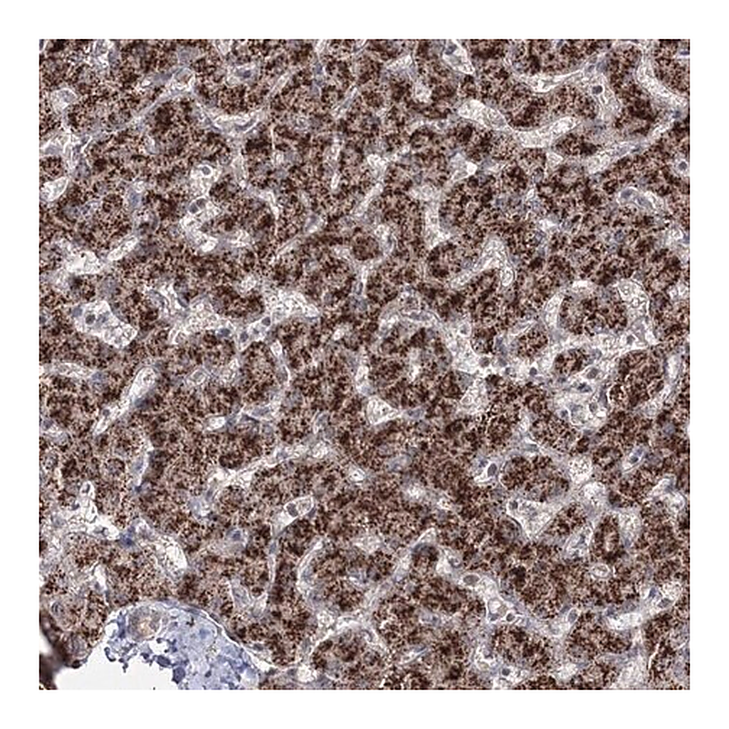 Merck Anti-ZFAND6 antibody produced in rabbit