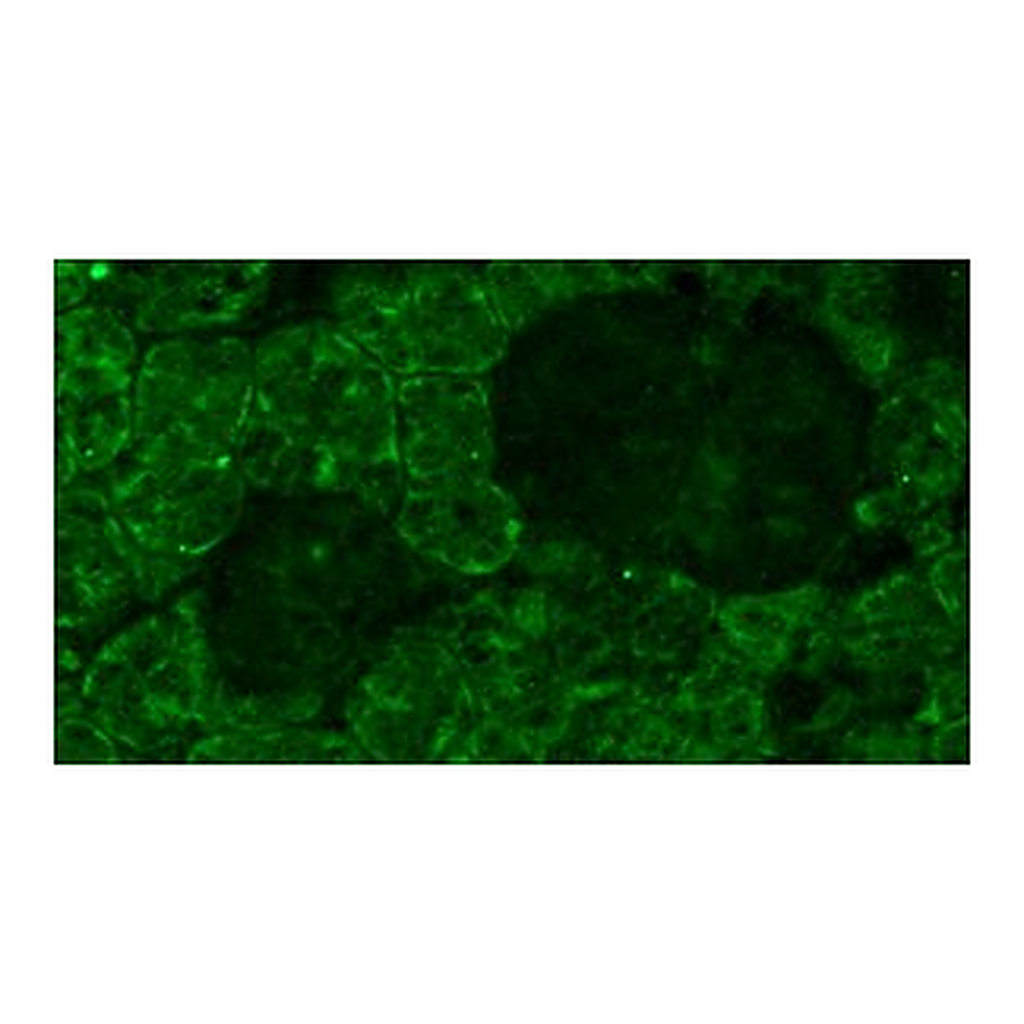 Merck MONOCLONAL ANTI-OPSIN ANTIBODY PRODUCE&