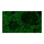 Merck MONOCLONAL ANTI-OPSIN ANTIBODY PRODUCE&
