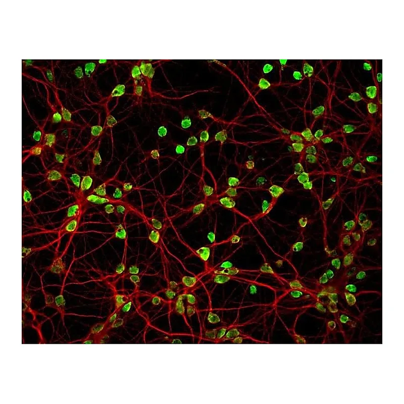 Thermo Fisher Scientific Donkey anti-Mouse IgG (H+L) Highly Cross-Adsorbed Secondary Antibody, Alexa Fluor Plus 488