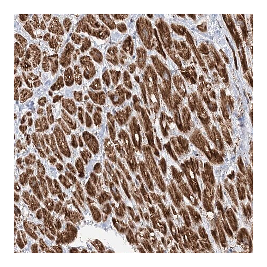 Merck Anti-CRY2 antibody produced in rabbit