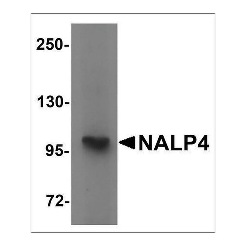 Merck Anti-NALP4 antibody produced in rabbit