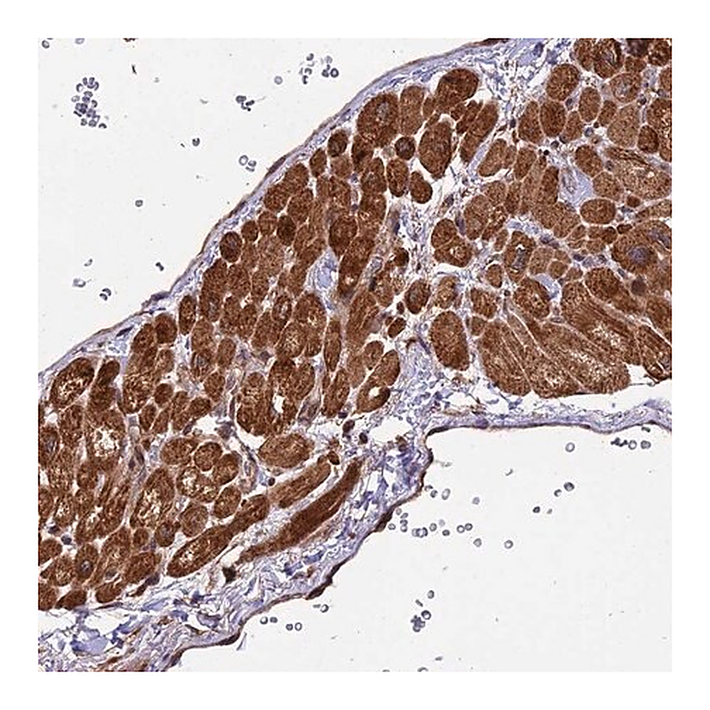 Merck Anti-ESCO1 antibody produced in rabbit