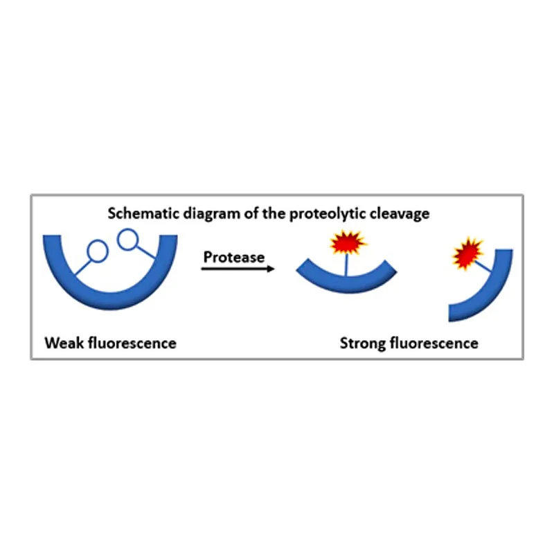 Merck Red Protease Detection Kit