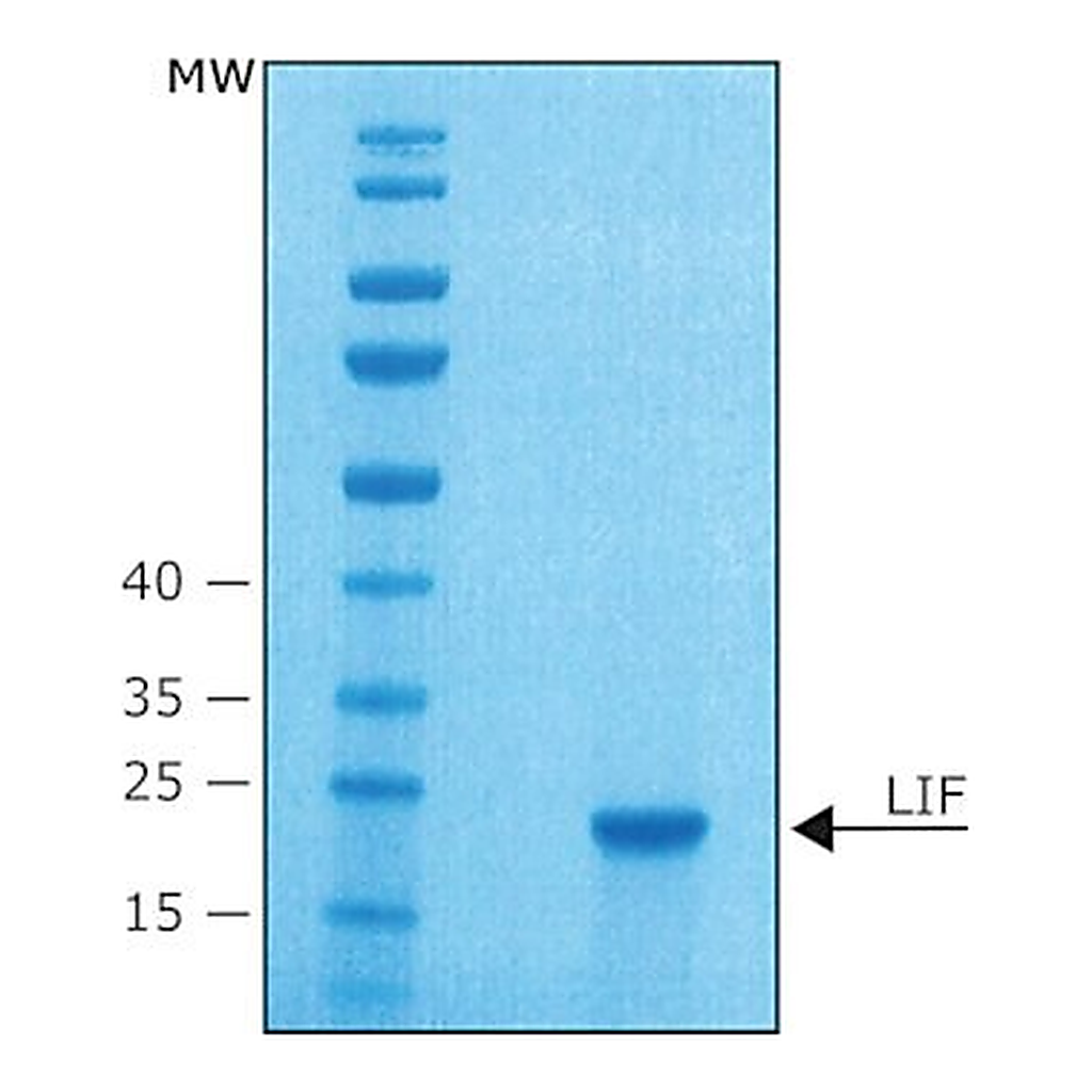 Merck LEUKEMIA INHIBITORY FACTOR FROM MOUSE&