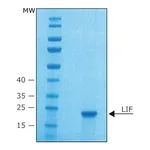 Merck LEUKEMIA INHIBITORY FACTOR FROM MOUSE&
