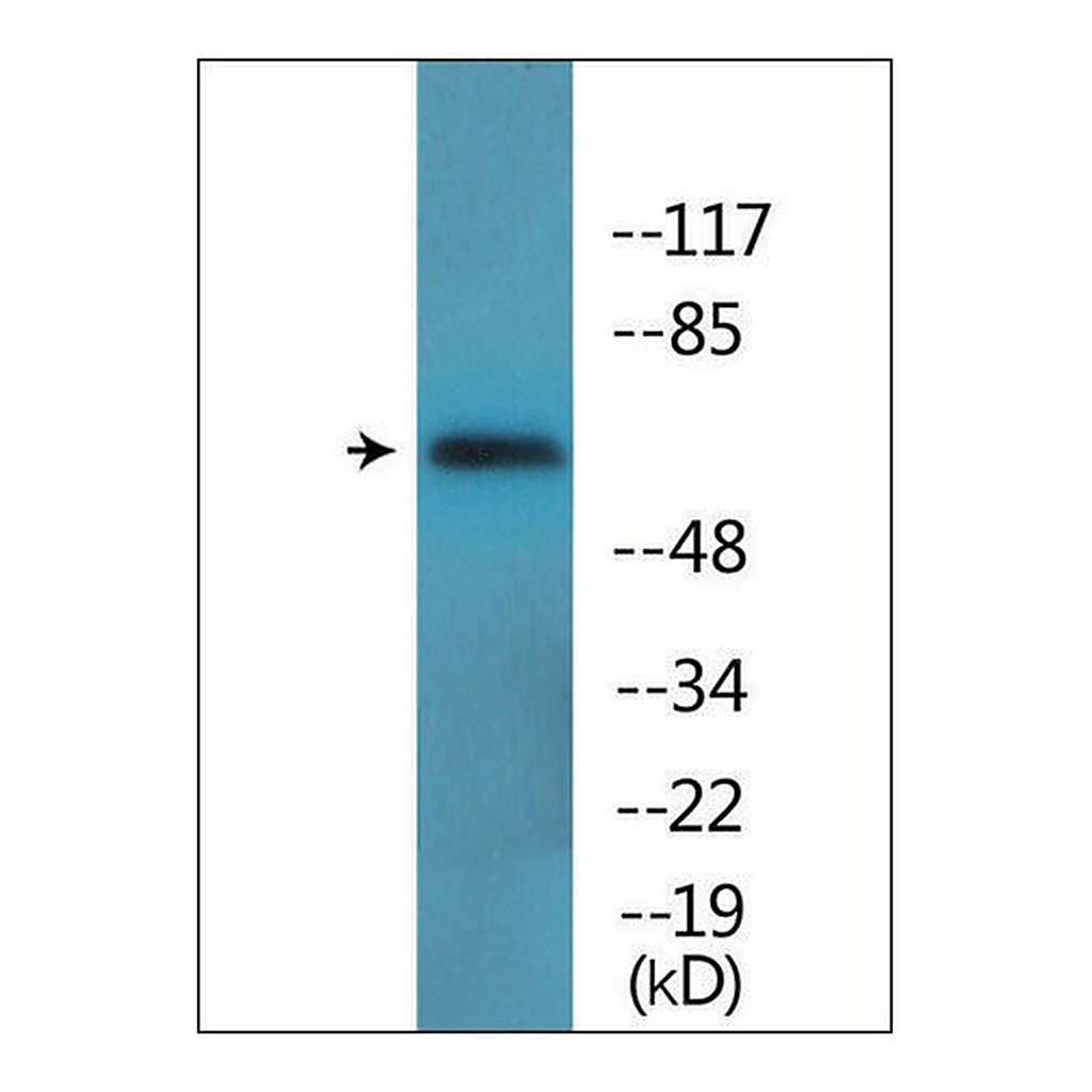Merck Anti-phospho-Moesin/Ezrin/Radixin (pThr558) antibody produced in rabbit