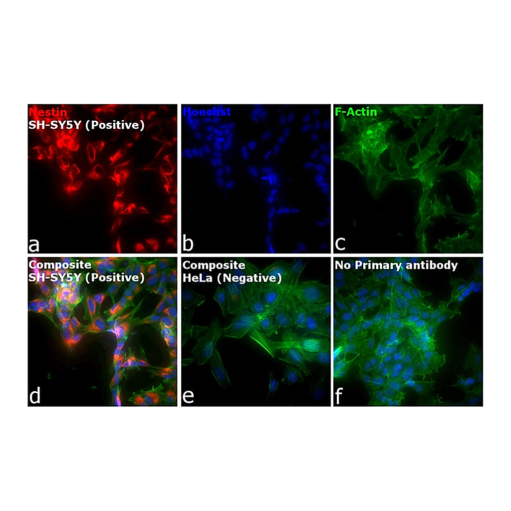 Thermo Fisher Scientific F(ab`)2-Goat anti-Mouse IgG (H+L) Cross-Adsorbed Secondary Antibody, Alexa Fluor Plus 555