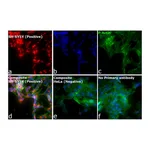 Thermo Fisher Scientific F(ab`)2-Goat anti-Mouse IgG (H+L) Cross-Adsorbed Secondary Antibody, Alexa Fluor Plus 555