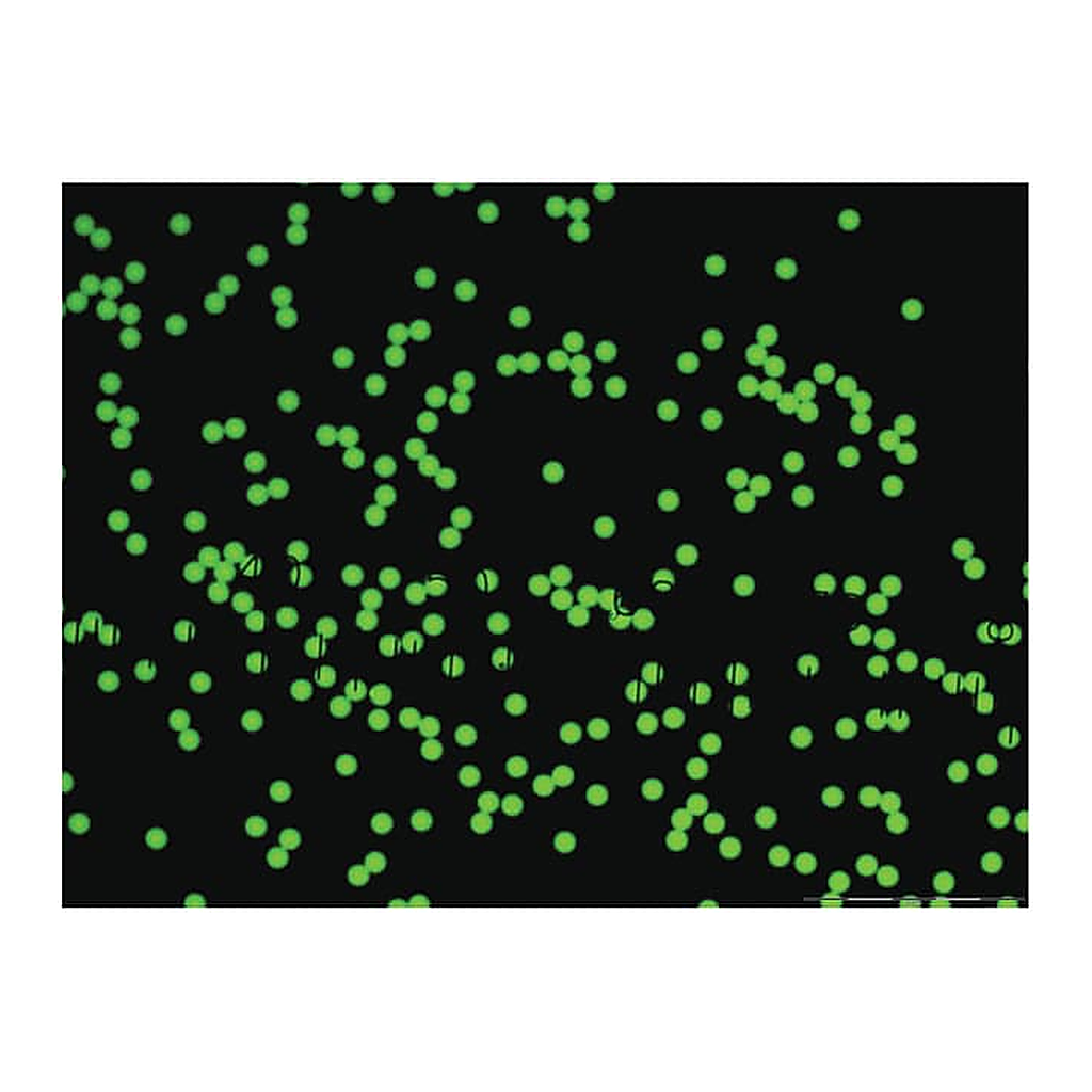 Thermo Fisher Scientific Fluoro-Max Dyed Green Aqueous Fluorescent Particles, 1&mu;m