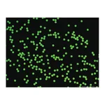Thermo Fisher Scientific Fluoro-Max Dyed Green Aqueous Fluorescent Particles, 1μm
