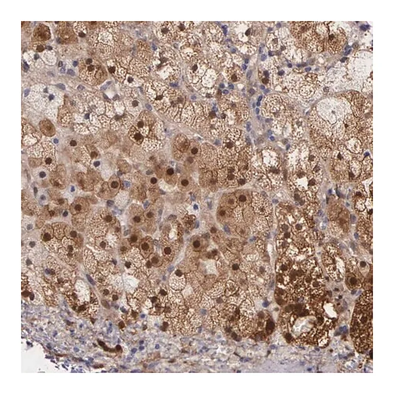 Merck Anti-GSTT2B antibody produced in rabbit