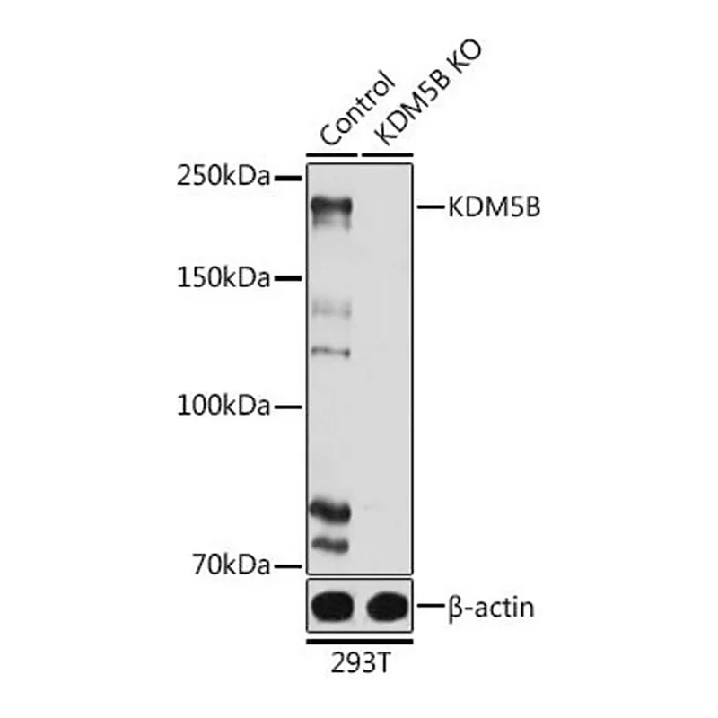 Merck Anti- KDM5B antibody produced in rabbit