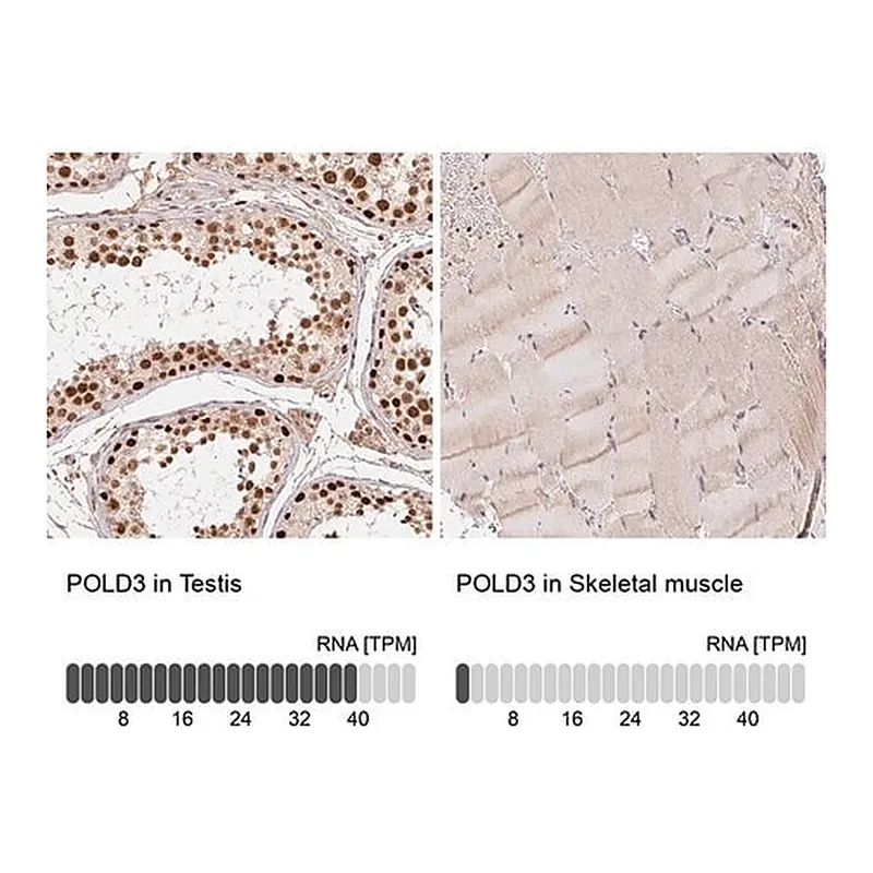 Merck Anti-POLD3 antibody produced in rabbit