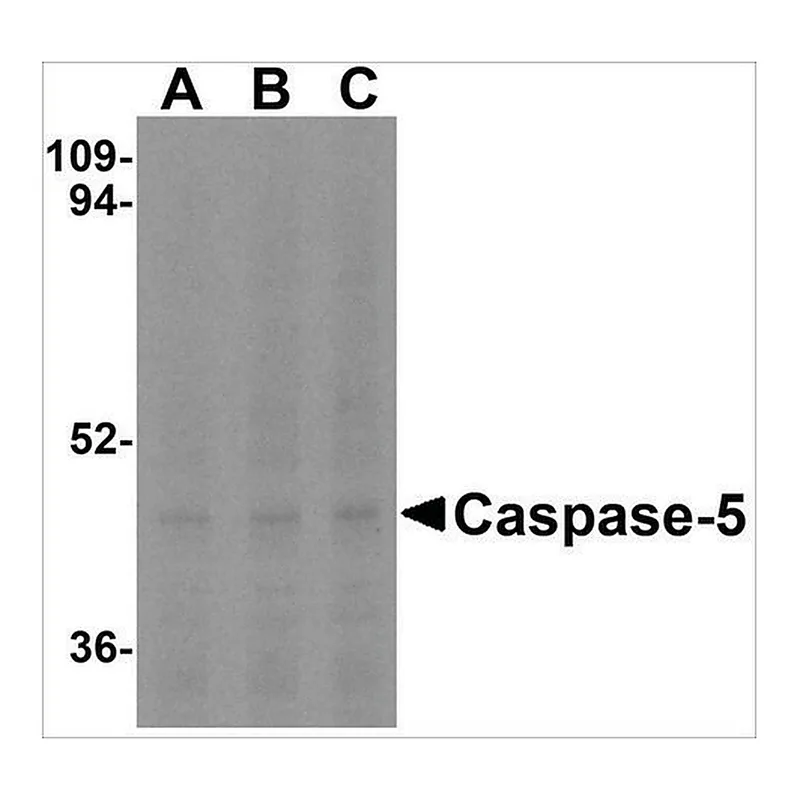 Merck Anti-Caspase-5 (ab1) antibody produced in rabbit