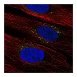 Atlas Antibodies Anti-SYNDIG1 Antibody