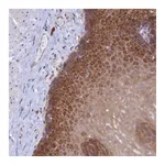 Atlas Antibodies Anti-SYNDIG1L Antibody