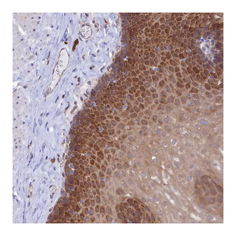 Atlas Antibodies Anti-SYNDIG1L Antibody