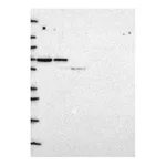 Atlas Antibodies Anti-SYNCRIP Antibody