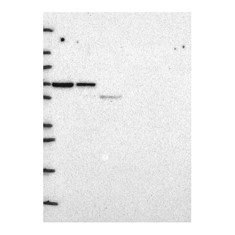 Atlas Antibodies Anti-SYNCRIP Antibody