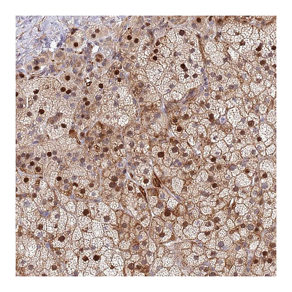 Atlas Antibodies Anti-SYNDIG1L Antibody