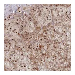 Atlas Antibodies Anti-SYNDIG1L Antibody