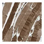 Atlas Antibodies Anti-SYNE1 Antibody