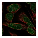 Atlas Antibodies Anti-SYNE3 Antibody