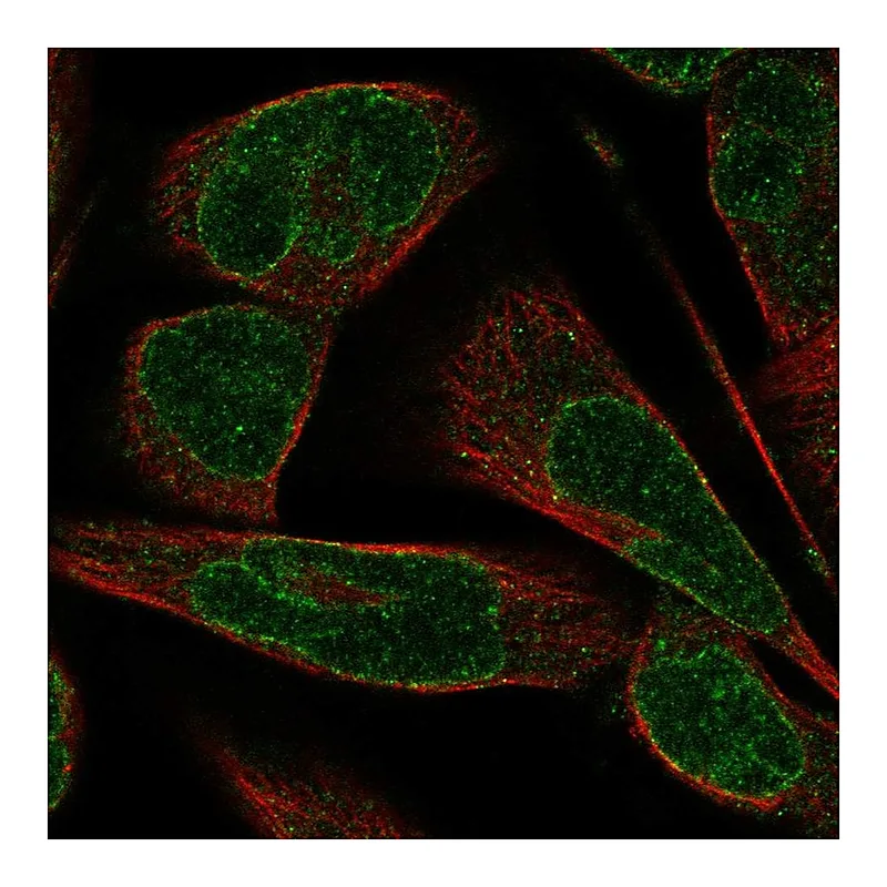 Atlas Antibodies Anti-SYNE3 Antibody