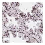 Atlas Antibodies Anti-SYNE4 Antibody
