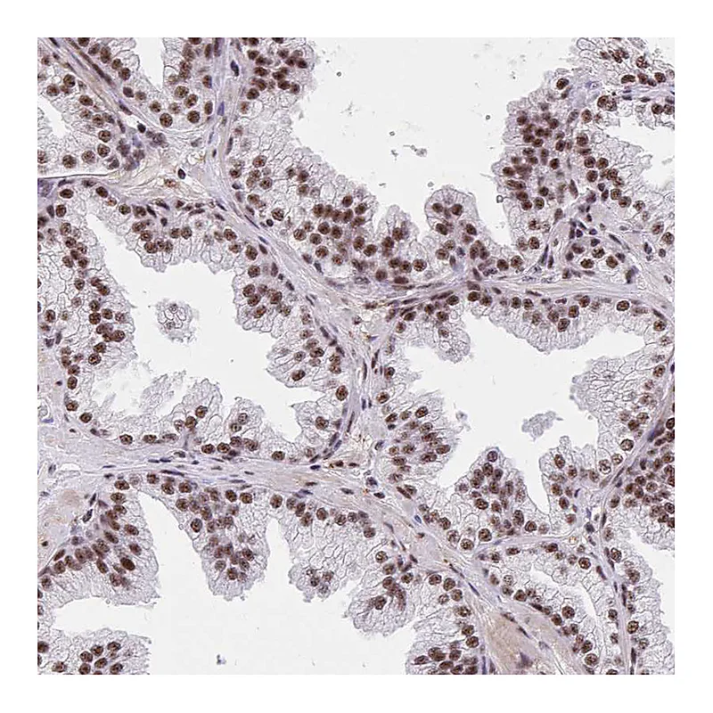 Atlas Antibodies Anti-SYNE4 Antibody