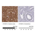 Atlas Antibodies Anti-SYNGR3 Antibody