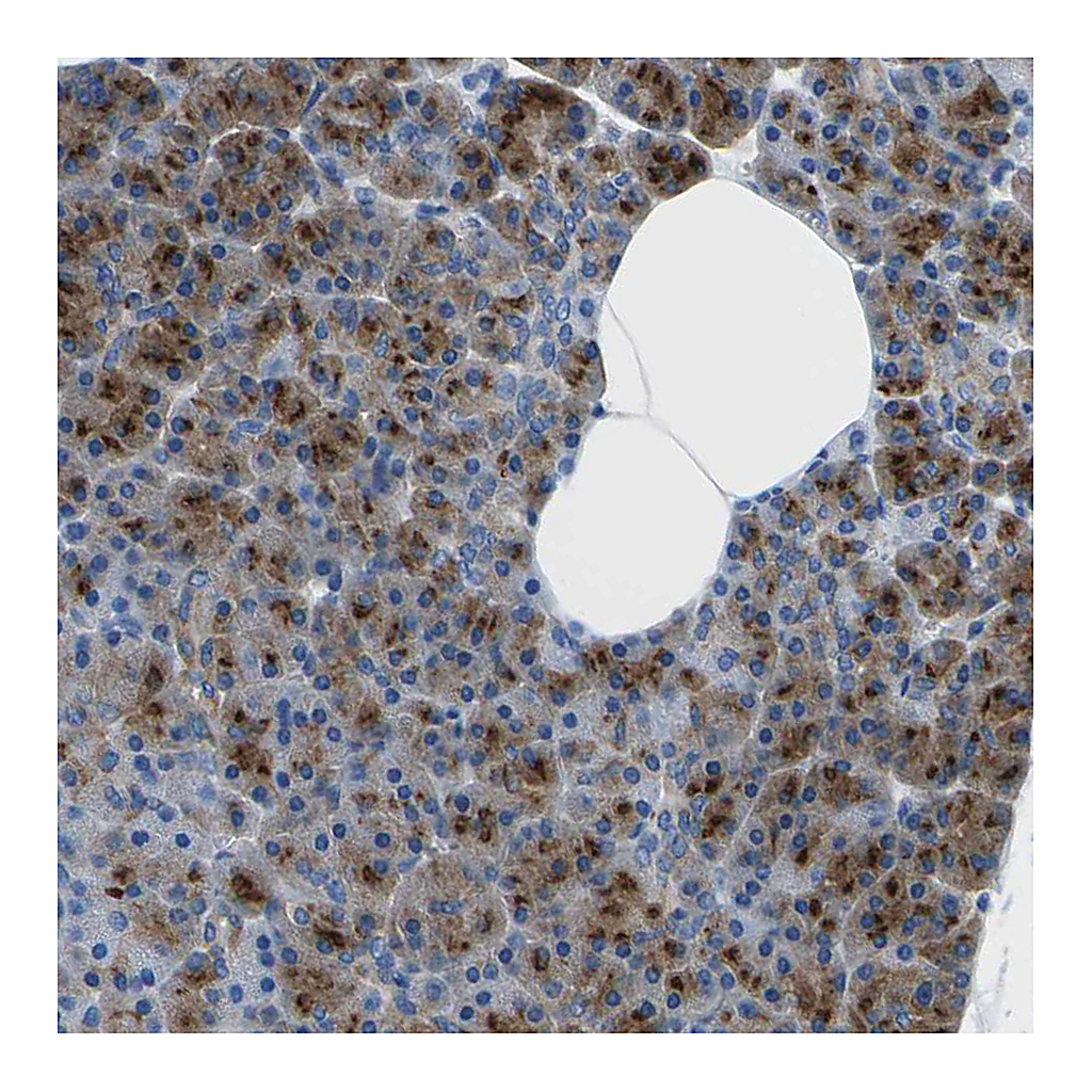 Atlas Antibodies Anti-SYNGR2 Antibody