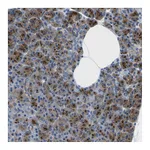 Atlas Antibodies Anti-SYNGR2 Antibody