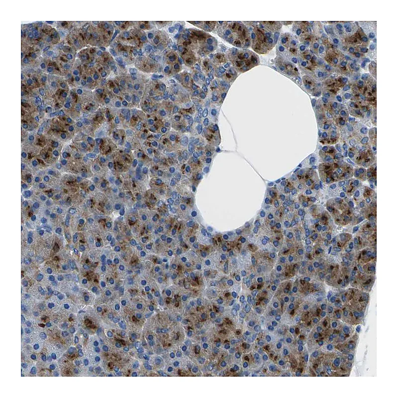 Atlas Antibodies Anti-SYNGR2 Antibody