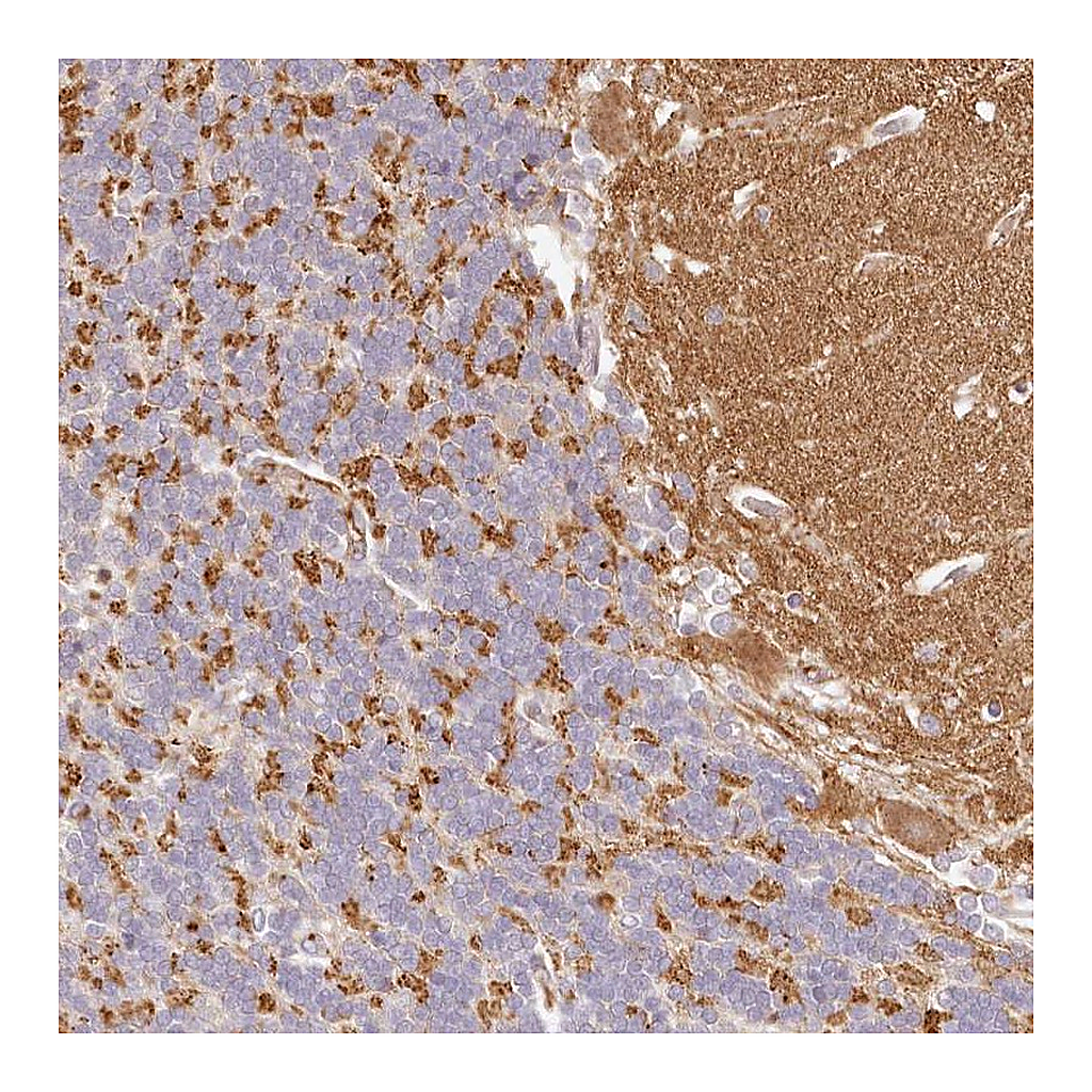 Atlas Antibodies Anti-SYNGR1 Antibody