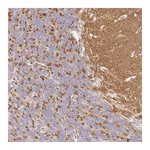 Atlas Antibodies Anti-SYNGR1 Antibody