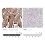 Atlas Antibodies Anti-SYNM Antibody