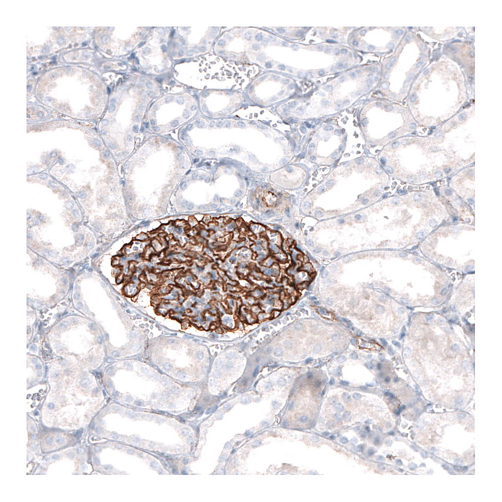 Atlas Antibodies Anti-SYNPO Antibody