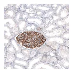 Atlas Antibodies Anti-SYNPO Antibody