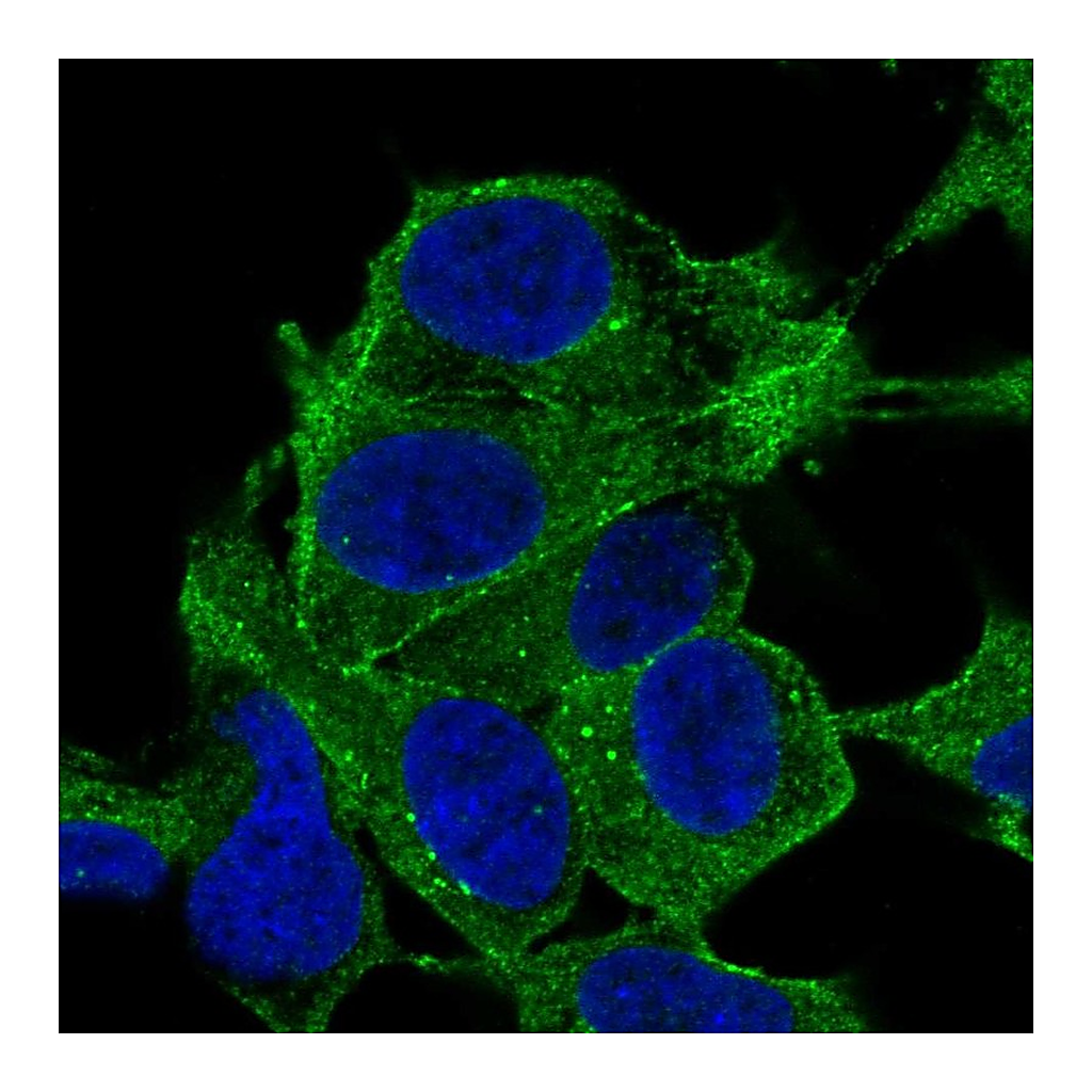 Atlas Antibodies Anti-SYNPO2 Antibody