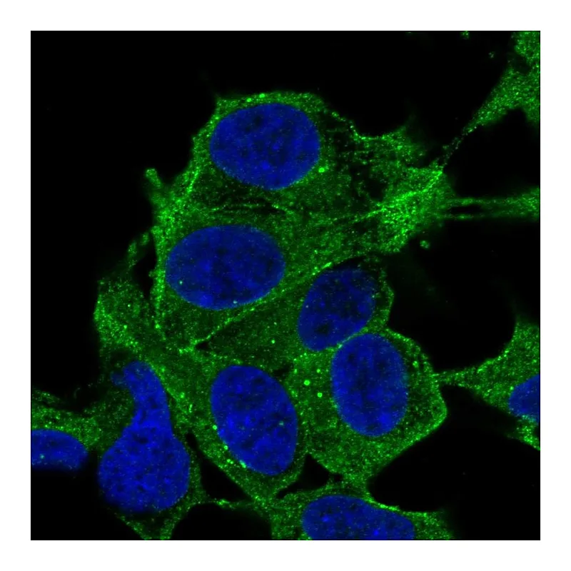 Atlas Antibodies Anti-SYNPO2 Antibody