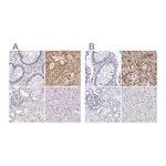 Atlas Antibodies Anti-SYNPR Antibody