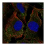 Atlas Antibodies Anti-SYPL2 Antibody