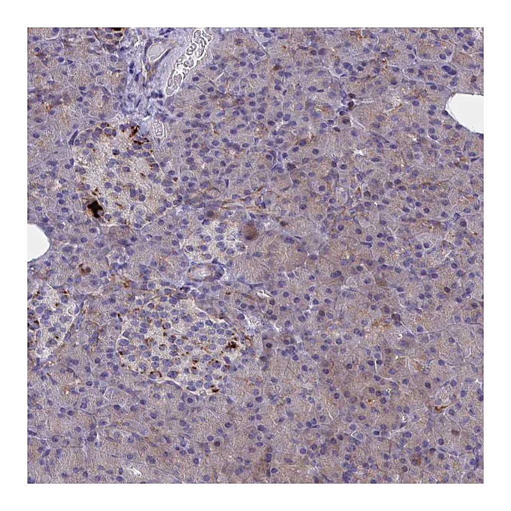 Atlas Antibodies Anti-SYT10 Antibody