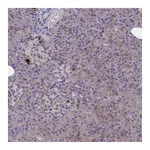 Atlas Antibodies Anti-SYT10 Antibody